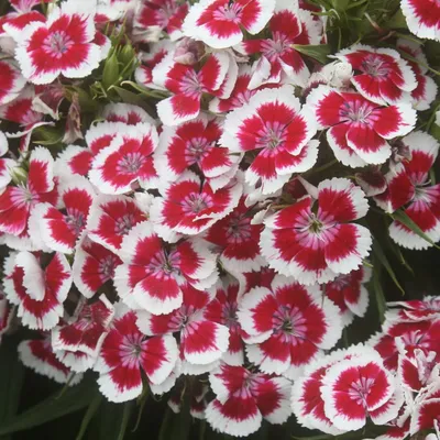 Victoriana Dianthus – Pinetree Garden Seeds