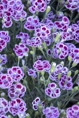 Dianthus barbatus 'Red Picotee' Sweet Wiliam from Sandy's Plants