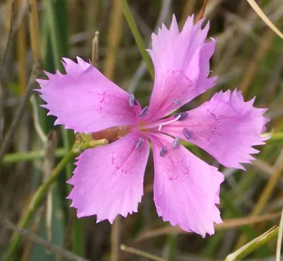 How to Plant and Grow Dianthus