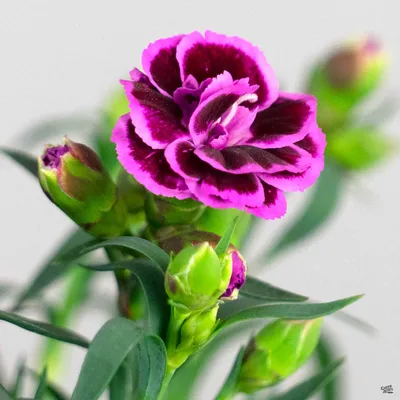 Dianthus Grace Bay | Bluestone Perennials