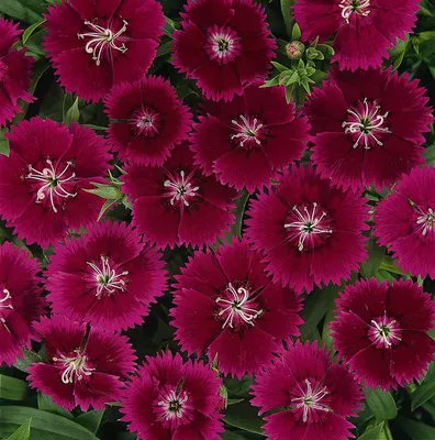 Dianthus Doris