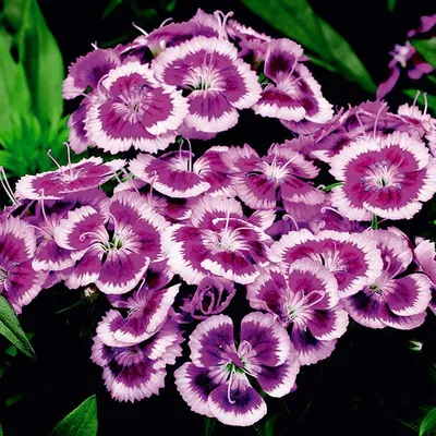 Delilah™ Bicolor Purple Dianthus, Dianthus plumaris, Monrovia Plant