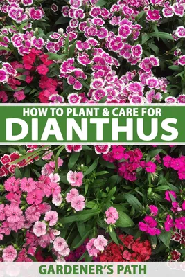 Dianthus - Wikipedia