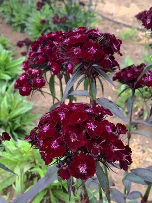 Dianthus Ideal Violet F1 | All-America Selections