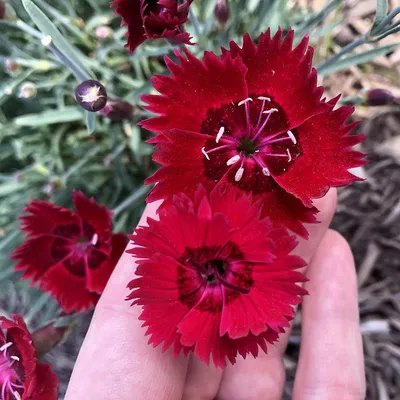 Dianthus – Gourmet Sweet Botanicals