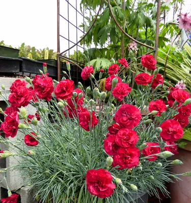 Purple Picotee Dianthus, Sweet William | American Meadows