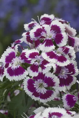 How to Grow and Care for Dianthus Flowers | Gardener's Path