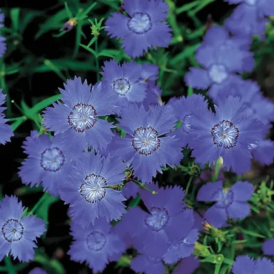 Types of Dianthus Flower | Almanac.com