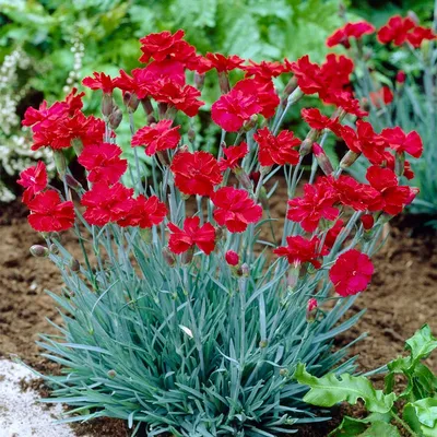 Dianthus, 'Sooty' | Uprising Seeds