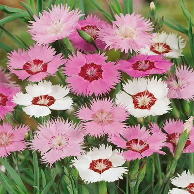 Dianthus Star Fire Star, Fire Star Pinks | High Country Gardens