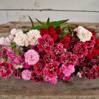 Dianthus 'Ruby's Tuesday' - Buy Online at Annie's Annuals