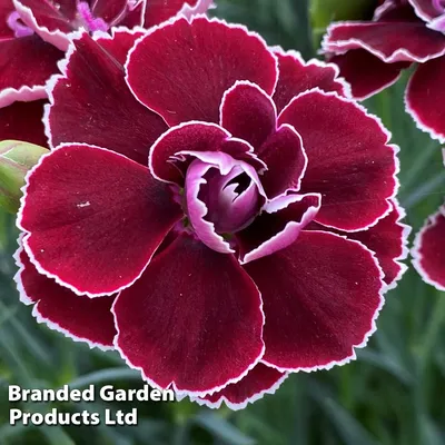 Dianthus Constant Beauty Pink | Bluestone Perennials