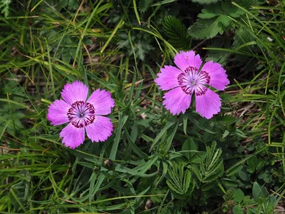 Siberian Blues Dianthus Seeds | Park Seed