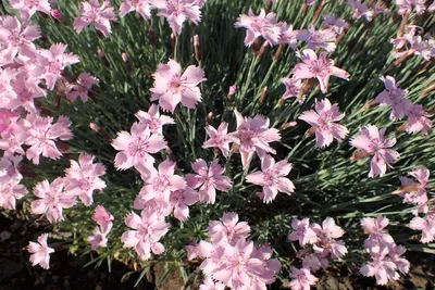 DIANTHUS barbatus DIABUNDA RED - Muller Seeds