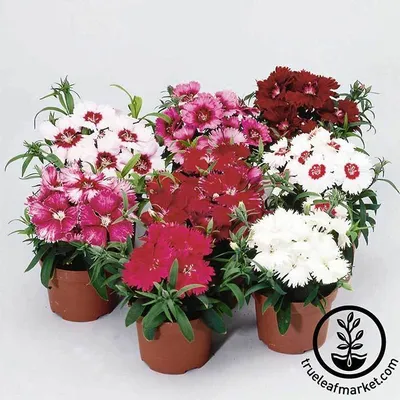 Fire Star Dianthus, Alpine Pinks | American Meadows