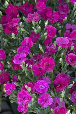 Dianthus Seed - Dianthus Plumarius Sweetness Ground Cover Seeds