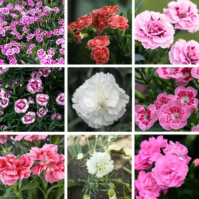 Double Dynasty Mix Dianthus – Pinetree Garden Seeds