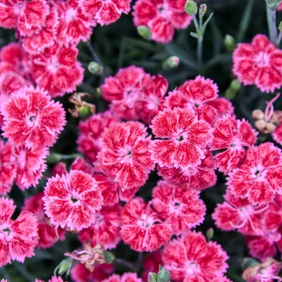 Dianthus 'Bumbleberry Pie' - Buy Online at Annie's Annuals