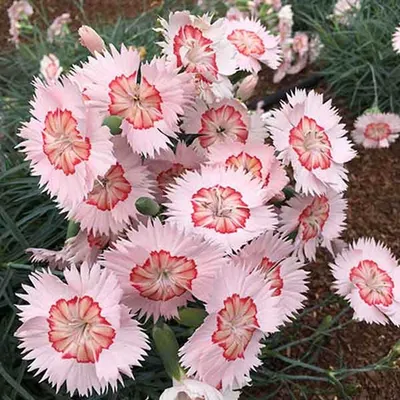 Dianthus chinensis L. | Plants of the World Online | Kew Science