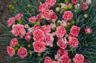 Dianthus plumarius - Wikipedia