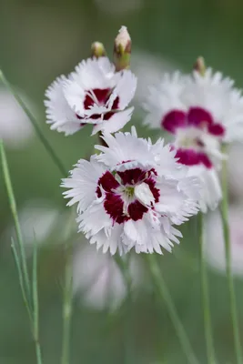 Dianthus Diana Series Mix Seed | True Leaf Market Seed Company