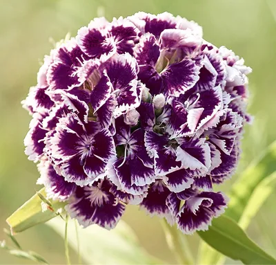 Dianthus – Fraterworks