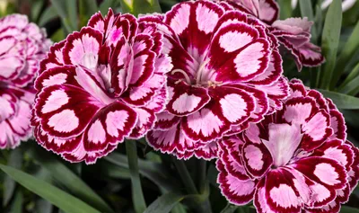 Гвоздика (Dianthus) - PictureThis