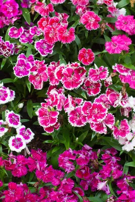 Dianthus 'Red Rouge' | White Flower Farm