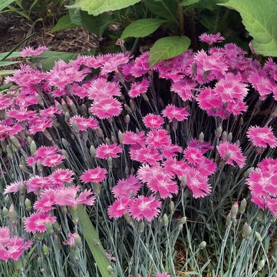 Dianthus Scent First™ 'Coral Reef'