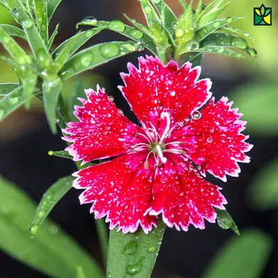 DIANTHUS barbatus SUPER DUPLEX MIXTURE - Muller Seeds