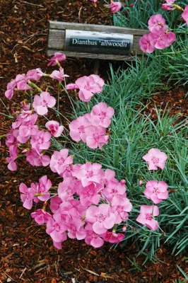 Dianthus: how to grow and propagate - Gardens Illustrated