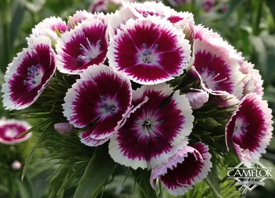 Culture Report: Dianthus Constant Beauty Crush Series - Greenhouse Product  News