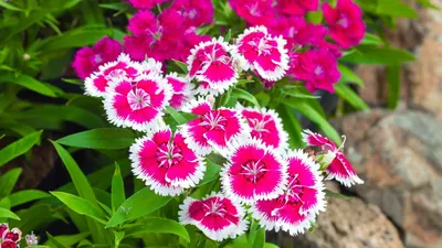 Dianthus Plum Glory | Bluestone Perennials