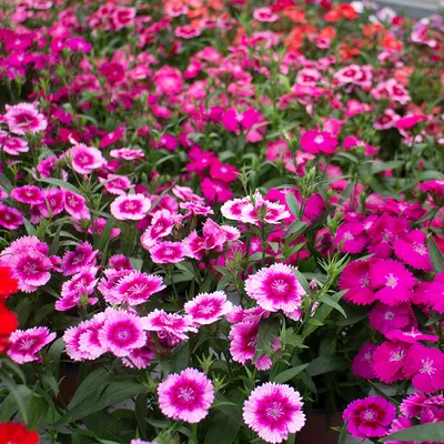 Dianthus Plants For Sale | Wholesale Nursery Co