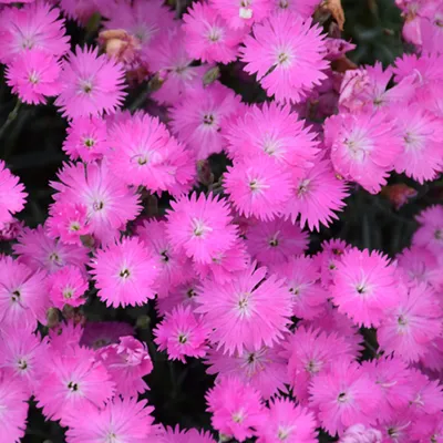 Dianthus EverBloom™ Watermelon Ice | Wayside Gardens | Wayside Gardens