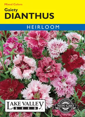 Dianthus x Allwoodii - Allwood pinks – Singing Tree Gardens Nursery