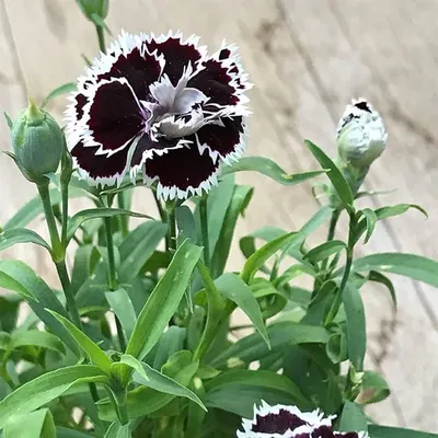 Dianthus Interspecific Jolt™ Pink F1 | All-America Selections