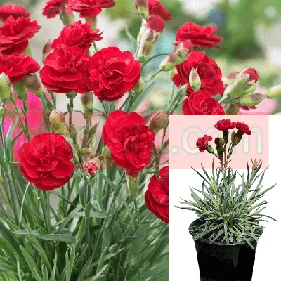 Dianthus 'Firewitch' | Kennedy's Country Gardens | Garden Center |  Scituate, MA