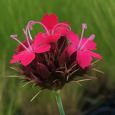 Dianthus Gaiety Mixed Colors - Item #131 - Lake Valley Seed
