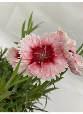 Sweet William Dianthus Organic Seeds – Hudson Valley Seed Company