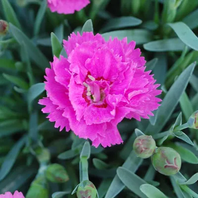 Dianthus Passion 1Gallon Carnation Red Plant Flowering Outdoor Live Pl –  NNplant