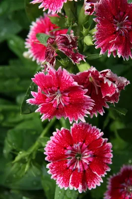 Dianthus carthusianorum | Putnam Hill Nursery