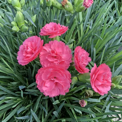 Dianthus | Liberty Landscape Supply