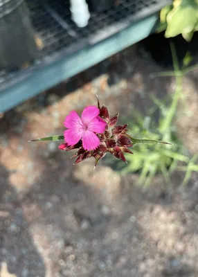 Dianthus Amazon Lavender Magic Seed – Harris Seeds