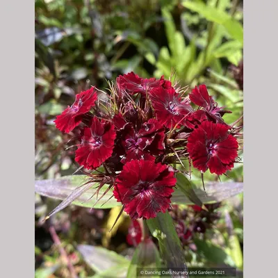 Everlast™ Orchid Pinks Dianthus | Plant Addicts