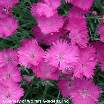 Dianthus chinensis x barbatus (Hybrid Pinks, Pinks) | North Carolina  Extension Gardener Plant Toolbox