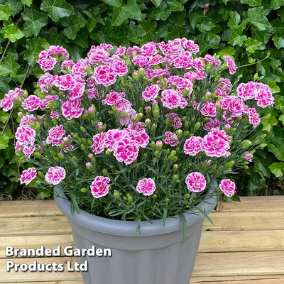 Dianthus carthusianorum Pink, Carthusian, #1 - Behmerwald Nursery