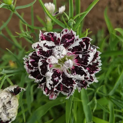 Dianthus Firewitch Cheddar Pinks for Sale | Rare Roots