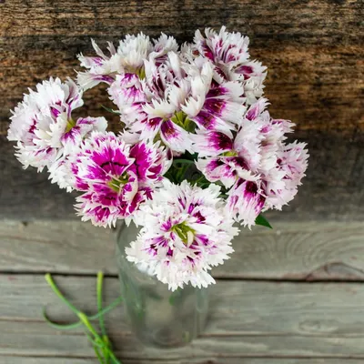 Dianthus: How to Plant and Grow Dianthus Flowers | The Old Farmer's Almanac