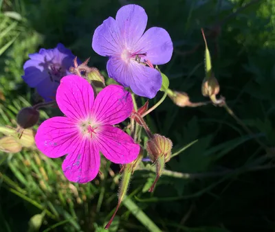 дикая герань дикий цветок герани макулатум Стоковое Фото - изображение  насчитывающей цветок, поля: 217747450